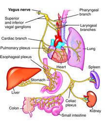 Vagal activity is related to the vagus nerve, which is the tenth cranial nerve that originates in the brain stem and wanders all the way down to the colon. It supplies nerve fibers to the pharynx (throat), larynx (voice box), trachea (windpipe), lungs, heart, esophagus, and the intestinal tract. The vagus nerve also brings sensory information back to the brain from the ear, tongue, pharynx, and larynx. Image from: http://electricityitsallheart.blogspot.com/
