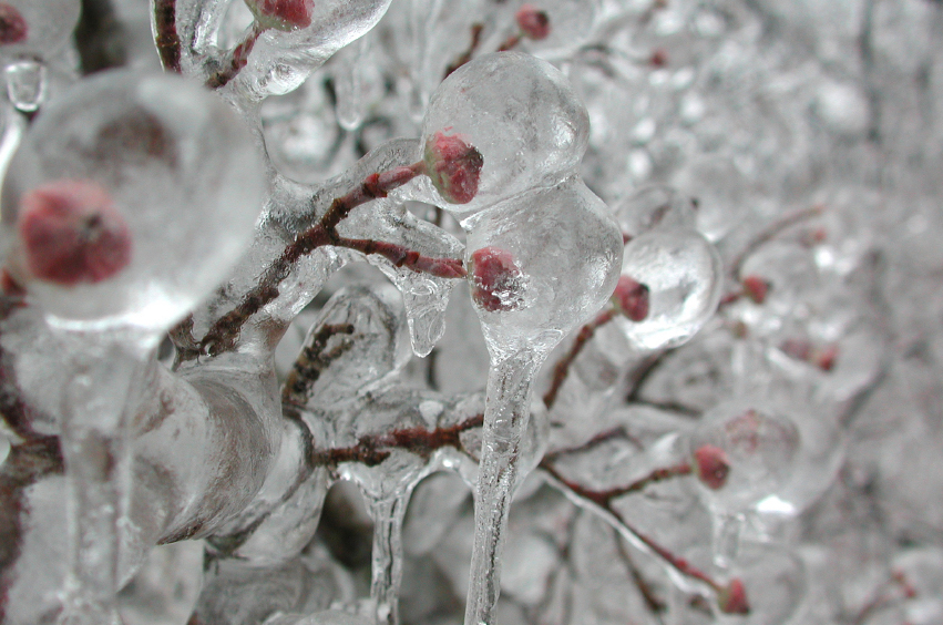 Cherry buds covered by a layer of ice
